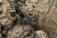 Crematogaster coarctata