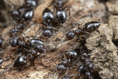 Crematogaster coarctata