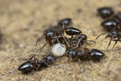 Crematogaster coarctata