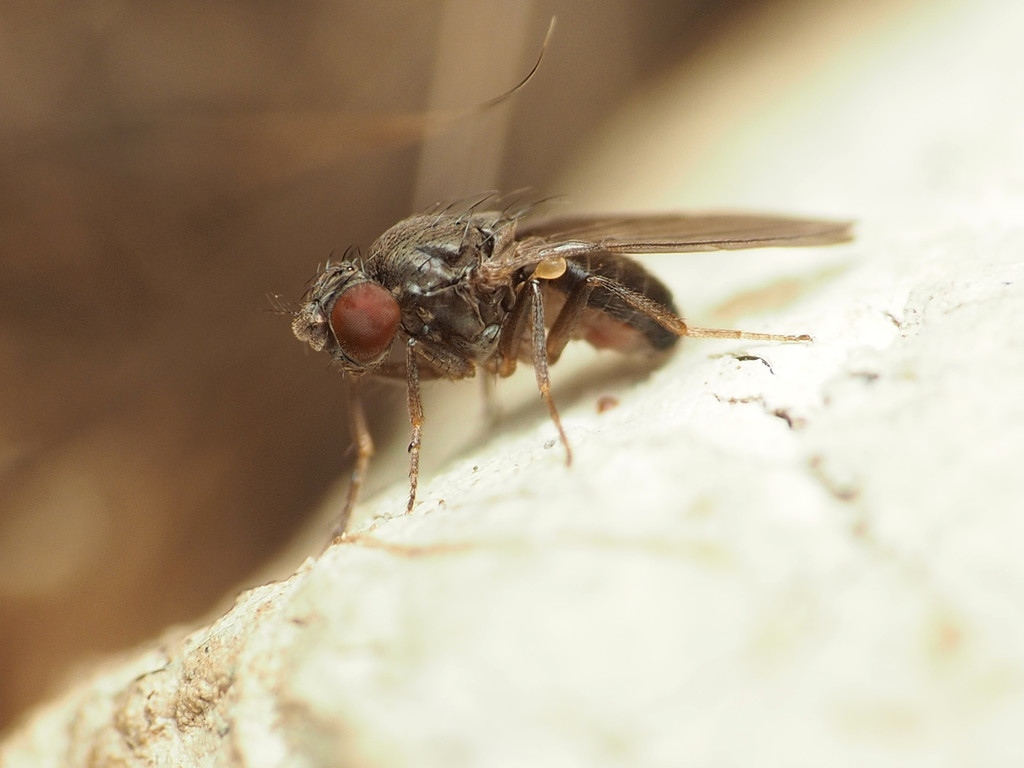 Drosophila obscura