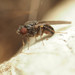 Drosophila obscura - Photo (c) Katja Schulz, some rights reserved (CC BY), uploaded by Katja Schulz