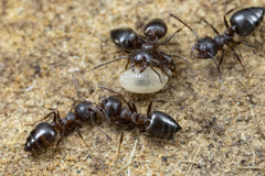 Crematogaster coarctata