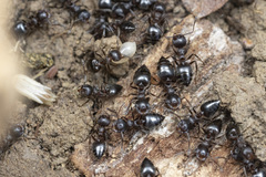 Crematogaster coarctata