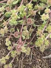 Chorizanthe cuspidata cuspidata