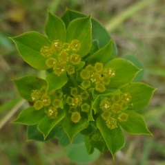 Bupleurum rotundifolium