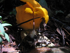 Hymenogloea papyracea