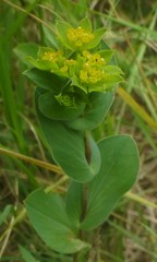 Bupleurum rotundifolium