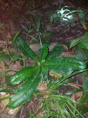 Eryngium foetidum