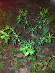 Eryngium foetidum