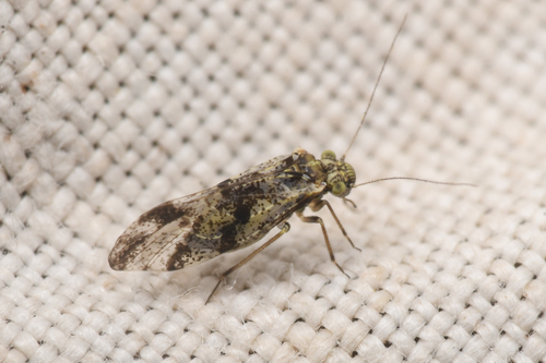 Loensia maculosa