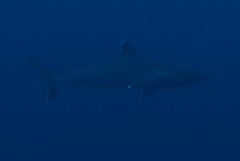 Carcharhinus albimarginatus