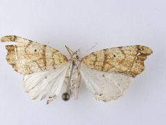 Chalastra pellurgata