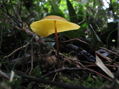 Hymenogloea papyracea
