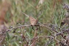 Tharsalea xanthoides