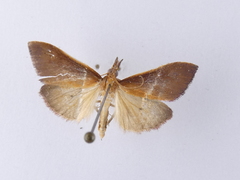 Udea daiclesalis