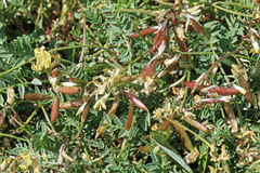 Astragalus miser oblongifolius
