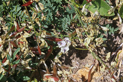 Astragalus miser oblongifolius
