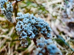 Lomatium linearifolium