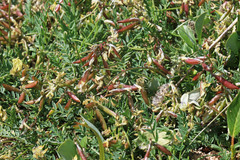 Astragalus miser oblongifolius