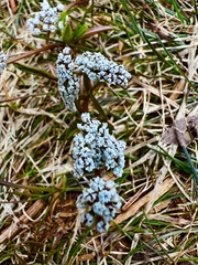 Lomatium linearifolium