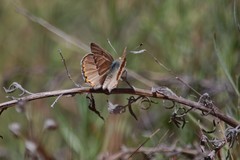 Tharsalea xanthoides