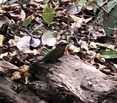 Eumomota superciliosa