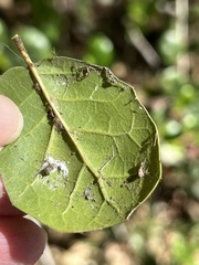 Aceria mackiei