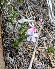 Phlox stansburyi