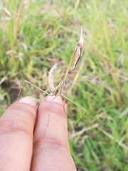 Idolomorpha