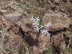 Phlox stansburyi