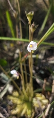 Pinguicula ionantha