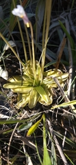 Pinguicula ionantha