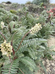 Astragalus nuttallii nuttallii
