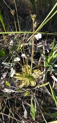 Pinguicula ionantha