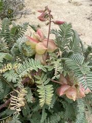 Astragalus nuttallii nuttallii