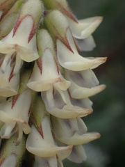 Astragalus nuttallii nuttallii