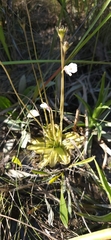 Pinguicula ionantha