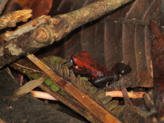 Andinobates cassidyhornae