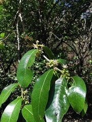 Sideroxylon persimile