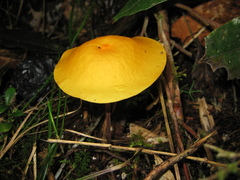 Hymenogloea papyracea