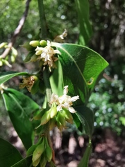 Sideroxylon persimile