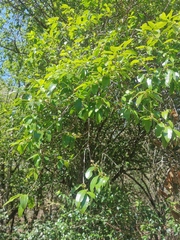 Sideroxylon persimile