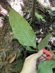 Hypoderris brownii