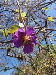 Robinsonella cordata