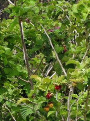 Rubus hawaiensis