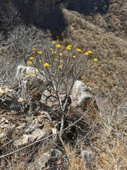Pittocaulon velatum