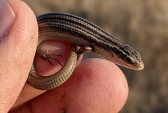 Plestiodon multivirgatus