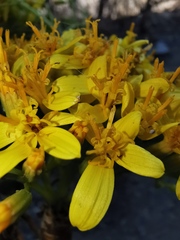Pittocaulon velatum