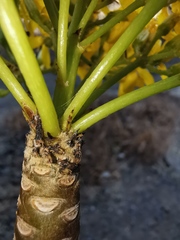 Pittocaulon velatum