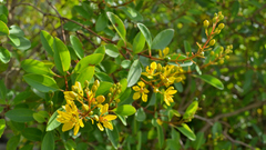 Galphimia paniculata